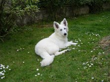 Dixie du domaine de l'Escaut