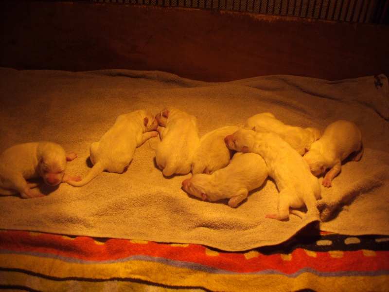 chiot 3 jours celian et diwas