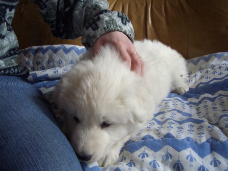 photo des chiots de una et aika