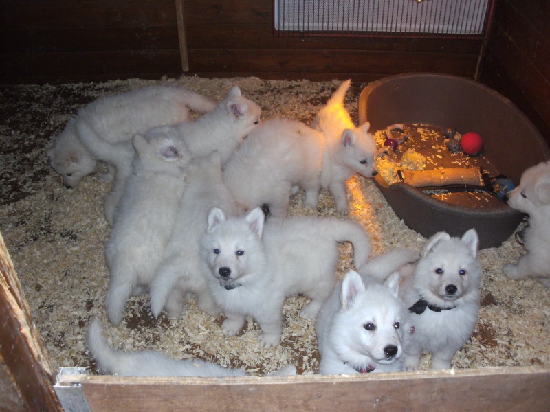 chiot de aika et bonnie