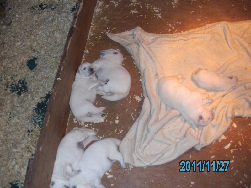 chiots de rex et danka