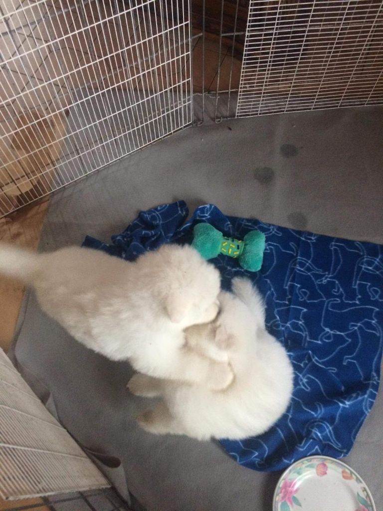 chiots disponible