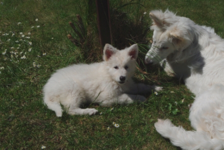 des nouvelles de mes chiots un grand merci aux propriétaires