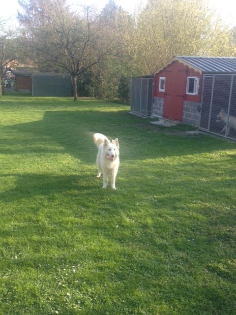 nos chiens