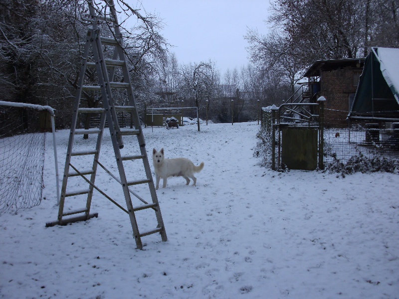 Nos chiens dans la neige