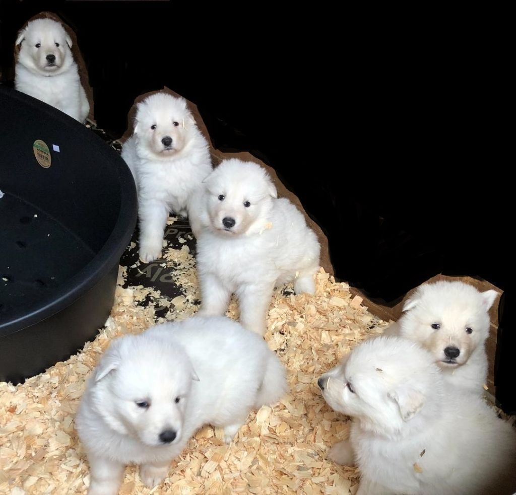 du domaine de l'Escaut - Chiots disponibles - Berger Blanc Suisse