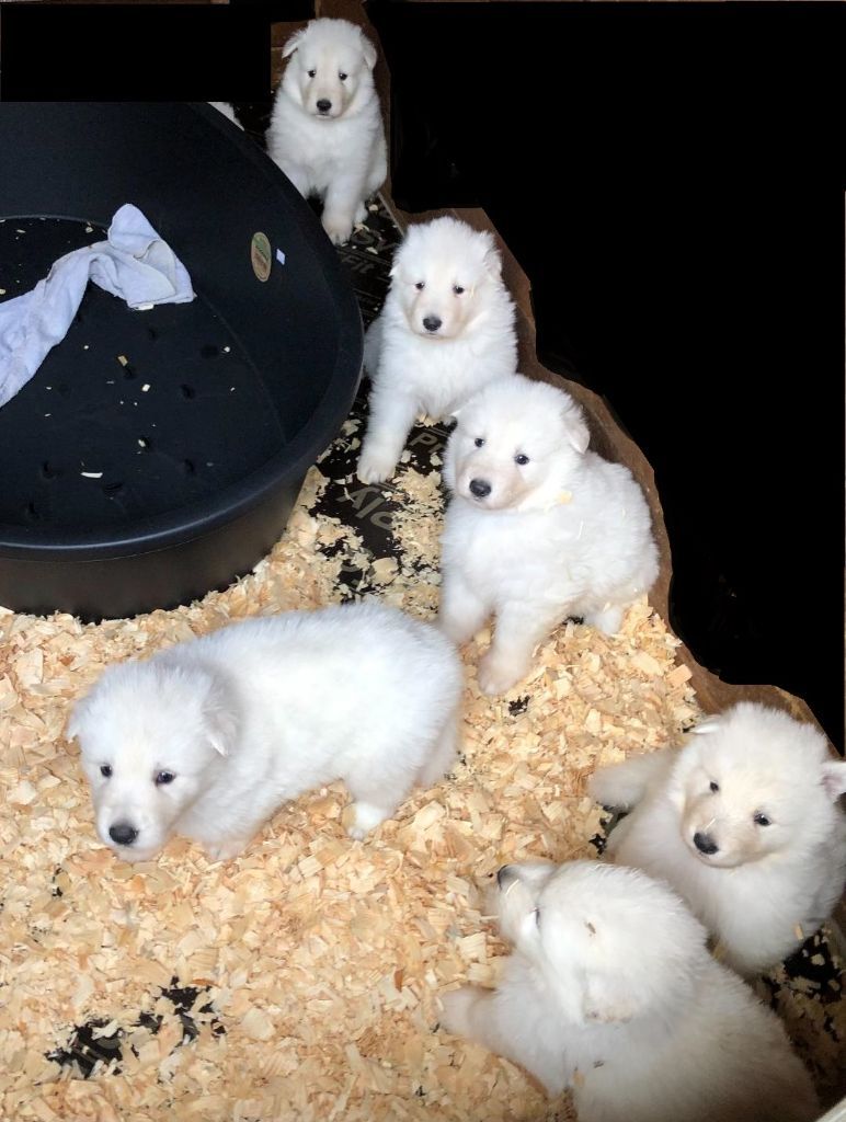 du domaine de l'Escaut - Chiots disponibles - Berger Blanc Suisse