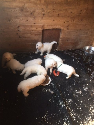 CHIOT