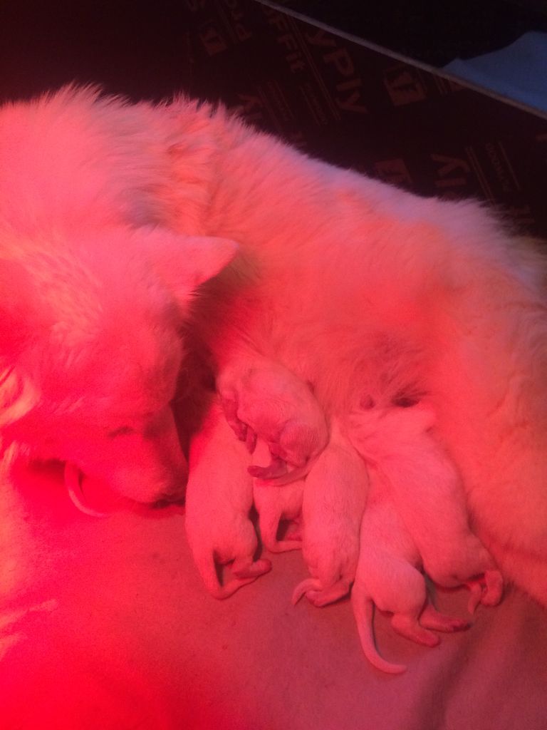 du domaine de l'Escaut - Berger Blanc Suisse - Portée née le 13/02/2023